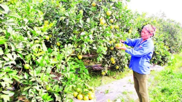 Nhờ nguồn vốn vay ưu đãi, nông dân huyện Phù Cừ trồng chuyên canh cây cam cho thu nhập cao, góp phần ổn định kinh tế hộ gia đình.