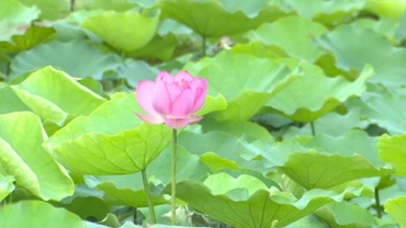 Chế biến các sản phẩm tại Hợp tác xã nông nghiệp Sen Quê Bác. (Ảnh NHẬT THÀNH)