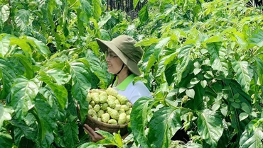 Thu hoạch trái nhàu nguyên liệu phục vụ sản xuất nước nhàu.