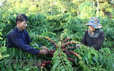 Ảnh minh họa: TTXVN