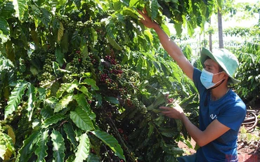 Dầu thô dẫn dắt đà phục hồi của thị trường hàng hóa nguyên liệu