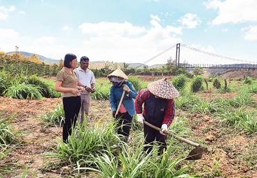 Bí thư Đảng ủy xã Đăk Trăm Nông Thị Thiệp (ngoài cùng bên trái) cùng anh A Don hướng dẫn bà con chăm sóc cây mía.