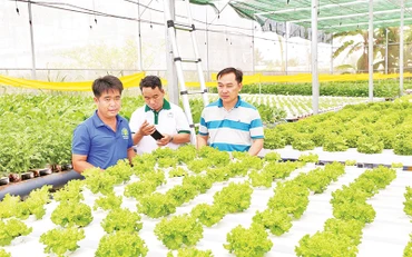 Nông dân tham quan, học tập kỹ thuật trồng rau thủy canh trong nhà màng khép kín của anh Nguyễn Ngọc Phi, khu phố 15, thị trấn Phước Dân, huyện Ninh Phước (Ninh Thuận).