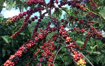 Ngành cà-phê nâng cao năng lực cạnh tranh