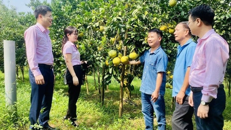 Vốn tín dụng ưu đãi giúp người dân Phú Thọ mở rộng sản xuất. von-tin-dung-uu-dai-giup-nguoi-dan-mo-rong-san-xuat.jpg