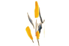 Tháng giêng