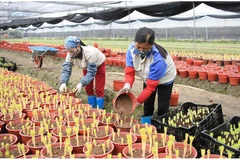 Người dân Mê Linh trồng hoa trong chậu cho thu nhập cao. Ảnh: Quang Thái