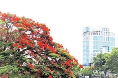 Lung linh sắc đỏ