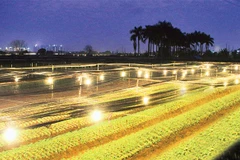 Đã có nhiều người Tây Tựu đầu tư thuê đất trồng hoa ly ở các địa phương khác. Ảnh: HỮU NGHỊ