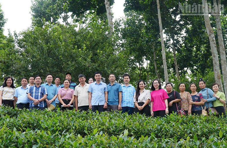 Các đại biểu tham quan mô hình trồng chè tại Bình Thuận Farm, xã Bình Thuận, tỉnh Sơn La. ndo_tr_8-7284.jpg
