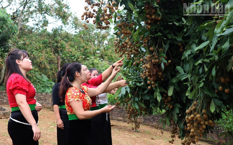 Sản phẩm nhãn Ánh vàng 205 được trồng tại Sơn La được đánh giá có chất lượng tốt. ndo_tr_2.jpg