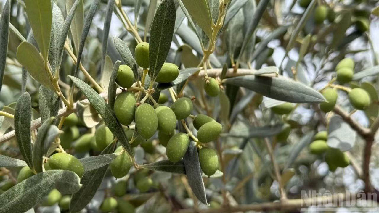 Những cành ô-liu trĩu quả ở cơ sở trồng và chế biến của Công ty Xiang Yu, thành phố Lũng Nam, tỉnh Cam Túc, Trung Quốc. (Ảnh: HỮU HƯNG)