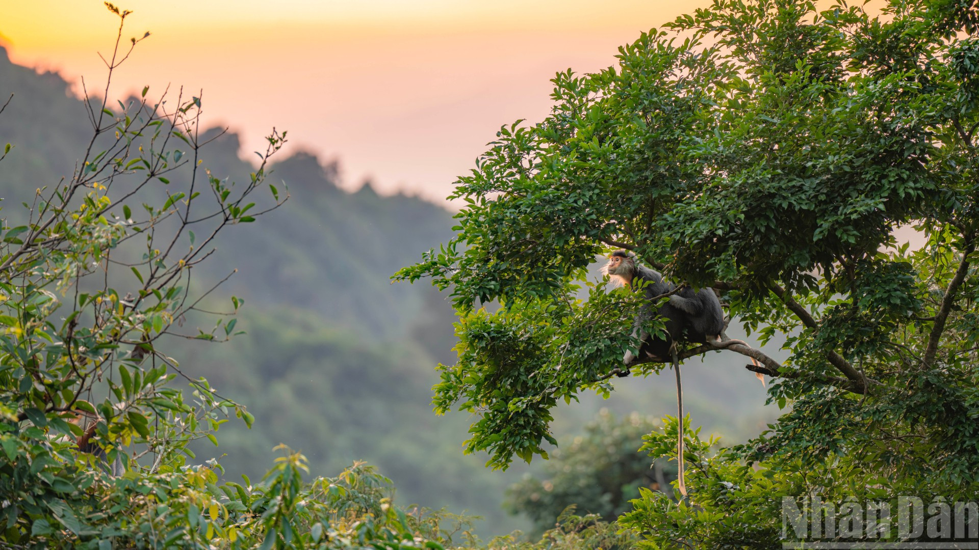 Hình ảnh các gia đình linh trưởng quây quần trên đỉnh rừng già dưới ánh hoàng hôn tạo nên một vẻ đẹp yên bình và đầy sức sống.