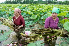 Cánh đồng sen - nguyên liệu để sản xuất tơ sen, đã nâng cao hiệu quả kinh tế canh tác của nông dân.