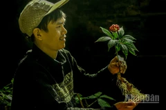 Nâng niu hạt giống sâm Việt.