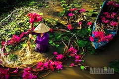 Mùa hoa súng nở rộ.