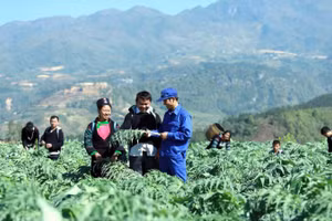 Nhiều gia đình ở Lào Cai trồng Atiso cho thu nhập cao và ổn định.