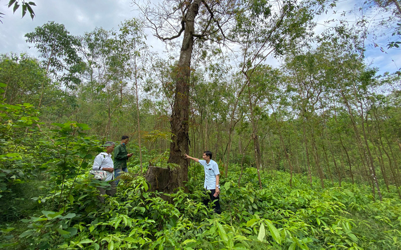 Những cây lim chết khô do bị đầu độc.
