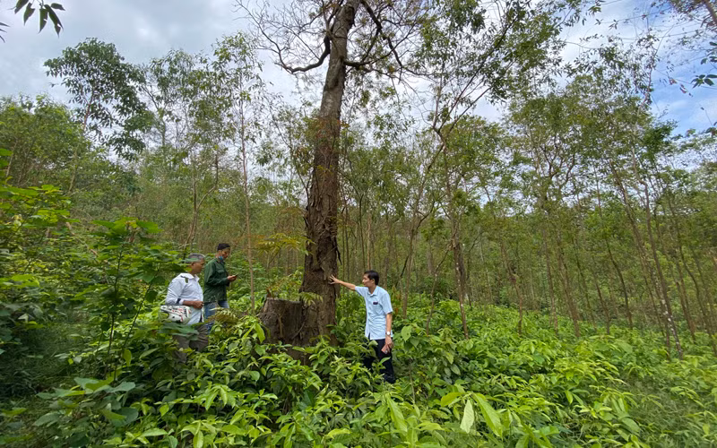 Những cây lim chết khô do bị đầu độc.