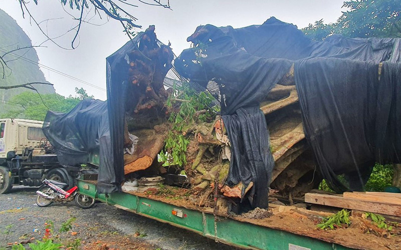 Xe chở 2 cây “khủng” khai thác trái phép tại xã Trường Xuân bị tạm giữ.