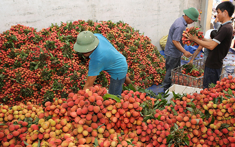 Ảnh minh họa: THÀNH ĐẠT