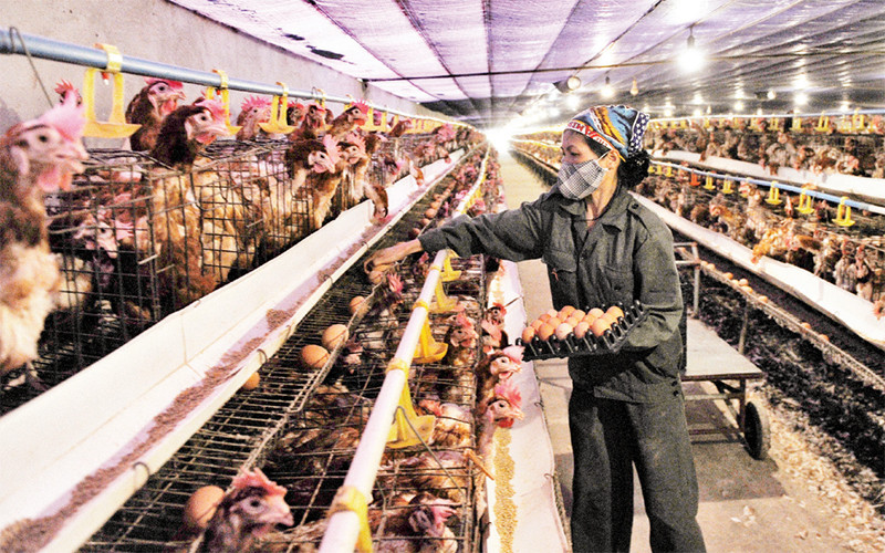 Mô hình nuôi gà theo công nghệ chăn nuôi trên đệm lót sinh học tại xã Cấn Hữu, huyện Quốc Oai. Ảnh: MINH HÀ