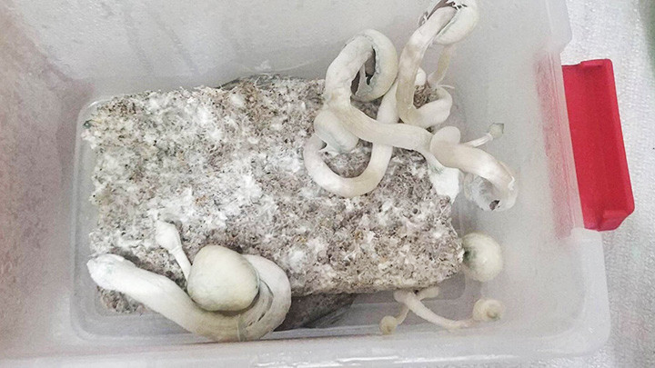 Nấm thức thần do đối tượng trồng.