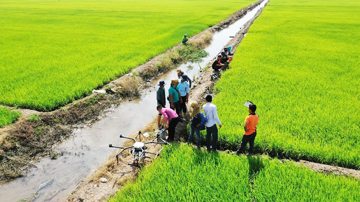 Máy bay không người lái phục vụ phun thuốc tại cánh đồng Tràm Chim (Đồng Tháp).