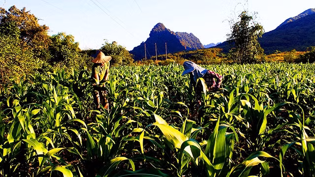 Áp dụng khoa học kỹ thuật, đưa các giống mới vào canh tác là bài toán giúp bà con bản Nậm Bó, xã Lùng Thàng (Sìn Hồ, Lai Châu) thoát nghèo.