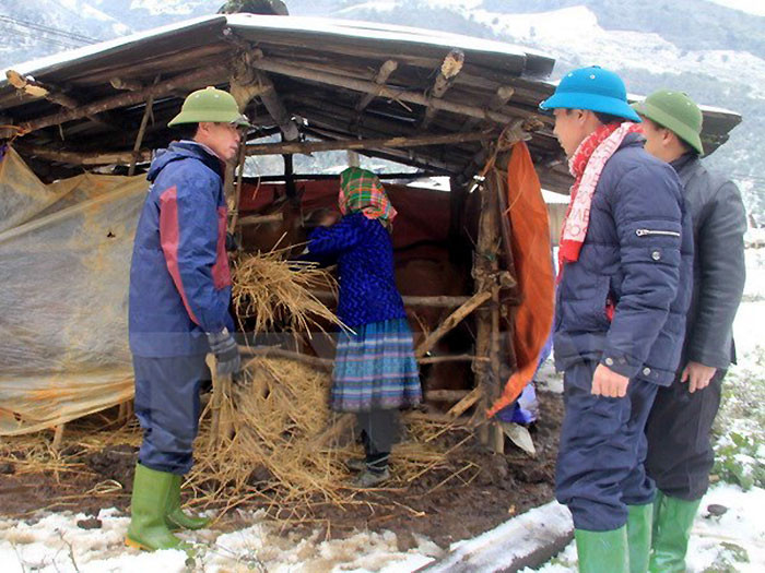 Tăng cường các biện pháp phòng, chống rét cho vật nuôi. (Ảnh minh họa)