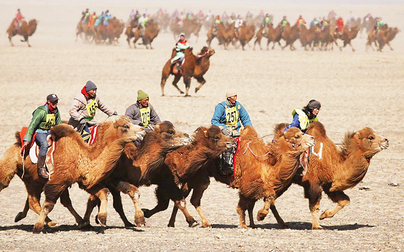 Lễ hội Ngàn lạc đà.