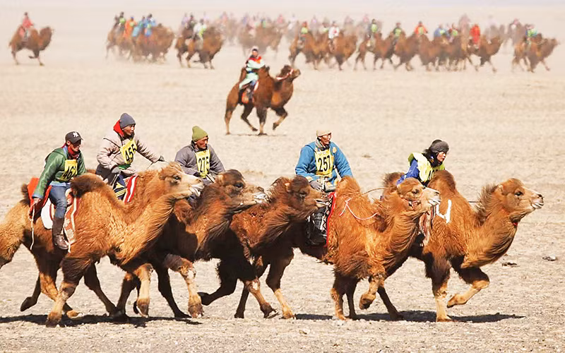 Lễ hội Ngàn lạc đà.