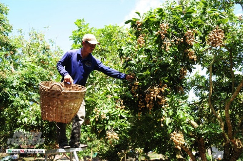 Đầu ra của nhãn và nhiều sản phẩm OCOP gặp khó do dịch bệnh Covid-19 diễn biến phức tạp (ảnh: Báo Nông nghiệp Việt Nam)