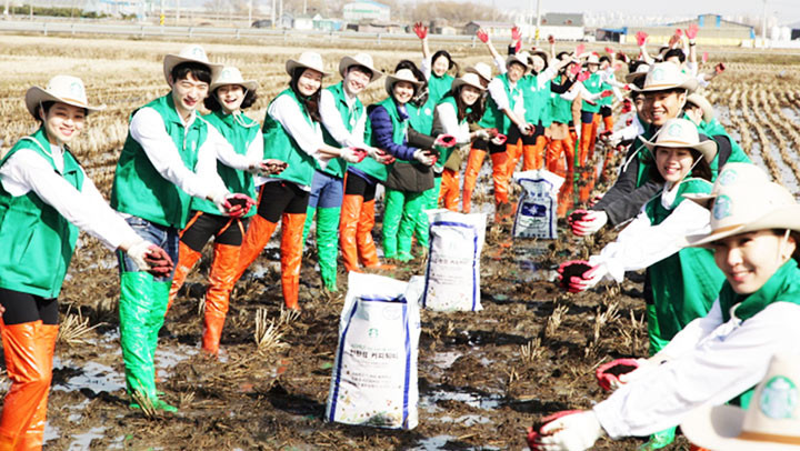 Các tình nguyện viên dùng phân ủ cà-phê ở một trang trại. Ảnh: THE KOREA ECONOMIC DAILY