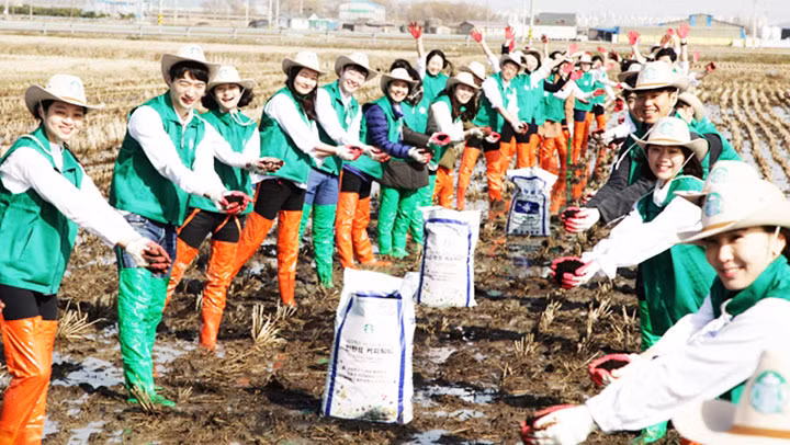 Các tình nguyện viên dùng phân ủ cà-phê ở một trang trại. Ảnh: THE KOREA ECONOMIC DAILY