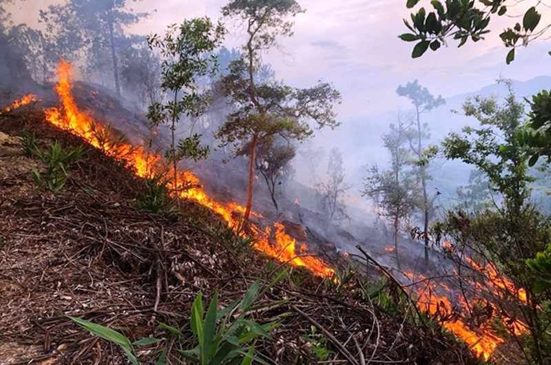 Hàng chục ha rừng thông phòng hộ nhiều năm tuổi ở Phú Sơn, thị xã Hương Thủy (Thừa Thiên Huế) bị cháy.