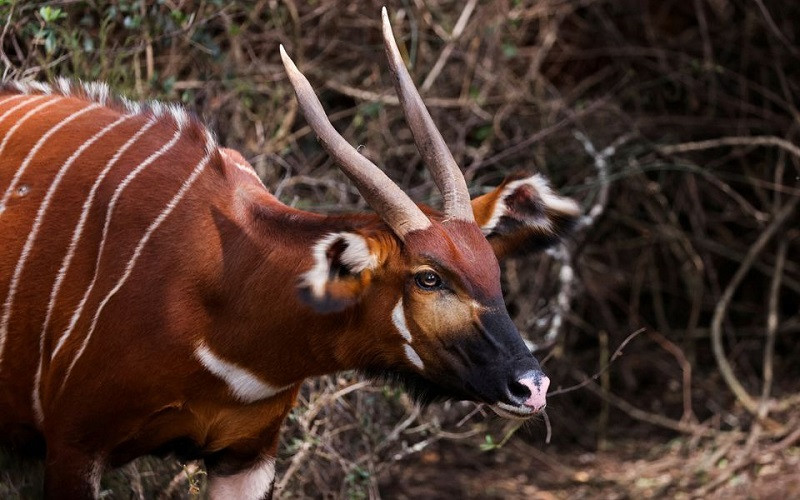 Một con linh dương Bongo thuộc diện cực kỳ nguy cấp được nhìn thấy ở Khu bảo tồn Động vật hoang dã Núi Kenya gần Nanyuki, Kenya, ngày 9/3/2022. (Ảnh: Reuters)