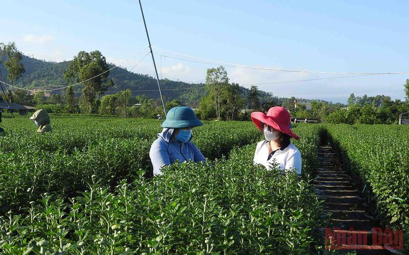 Chị Ngô Thị Thu Vân (bìa phải) cùng vườn cúc chủ động giống của hộ anh Huy.