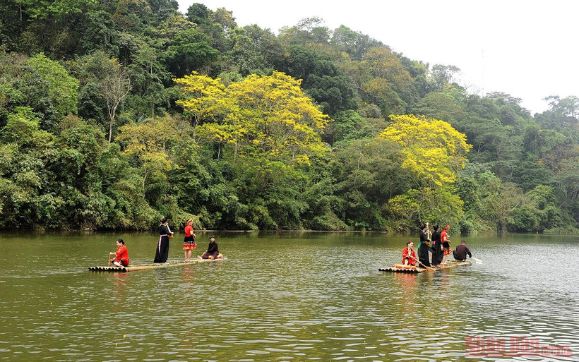 Khung cảnh thơ mộng trên hồ Nà Nưa với sắc vàng rực rỡ của hoa lim vang.