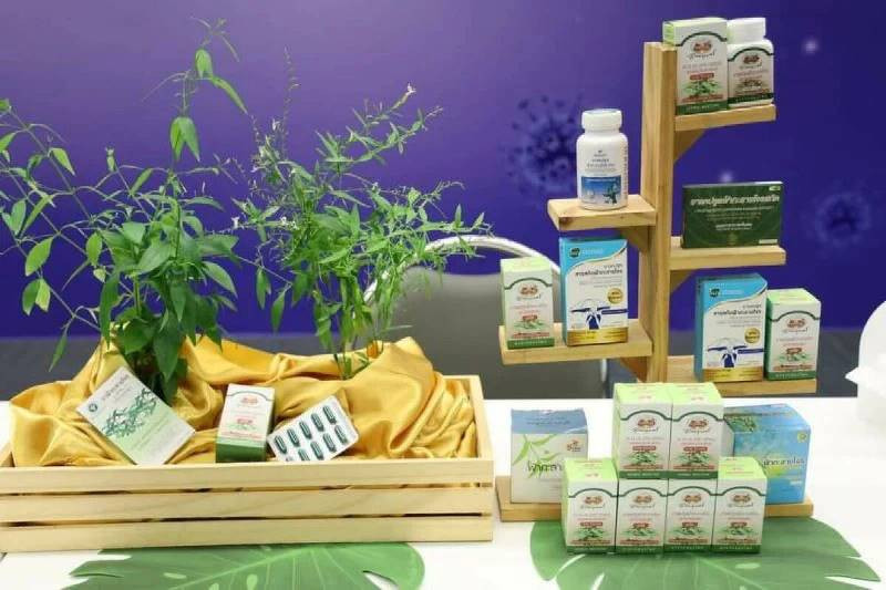 Chất adrographolide trong loại thảo mộc truyền thống Thái Lan fah talai jone (xuyên tâm liên) có thể ngăn cản Covid-19 xâm nhập vào các tế bào cơ thể. (Ảnh The Nation)