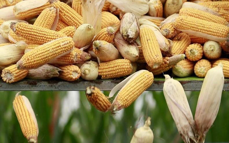 Ảnh minh họa. (Ảnh: Reuters)