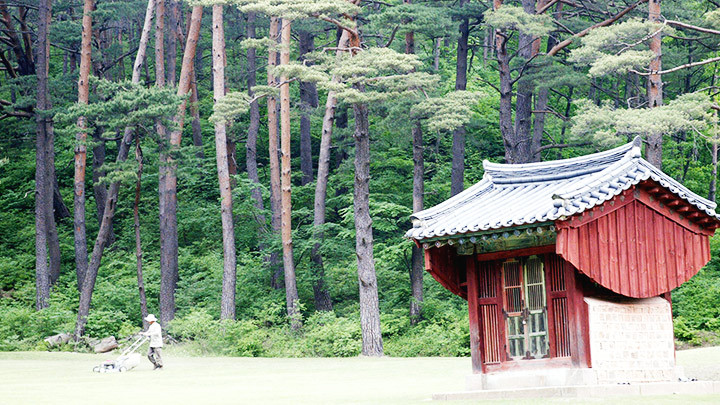 Một rừng thông vàng 150 năm tuổi tại Hàn Quốc. Ảnh: KEDGLOBAL