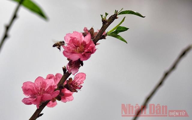 Ảnh minh họa: Minh Duy.