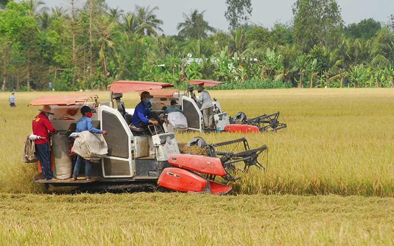 Nông dân xã Phú Nhuận, huyện Cai Lậy (Tiền Giang) thu hoạch lúa đông xuân 2021-2022.