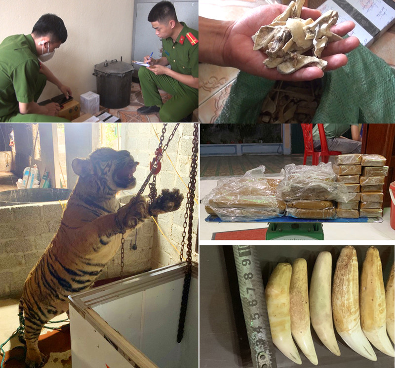 Công an phát hiện, thu giữ cá thể hổ cùng các tang vật liên quan hành vi mua, bán hổ để nấu cao.