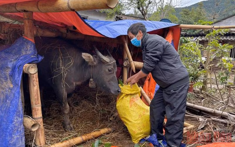 Người dân vùng cao Bình Liêu tăng cường phòng, chống rét cho vật nuôi