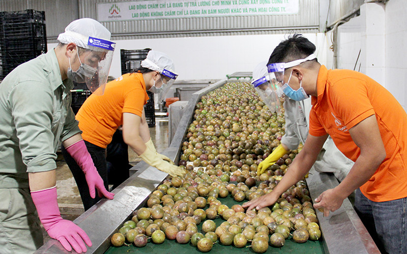 Công ty cổ phần Nafoods Tây Bắc sơ chế sản phẩm chanh leo thu mua của nông dân tỉnh Sơn La. Ảnh: NGỌC TUẤN