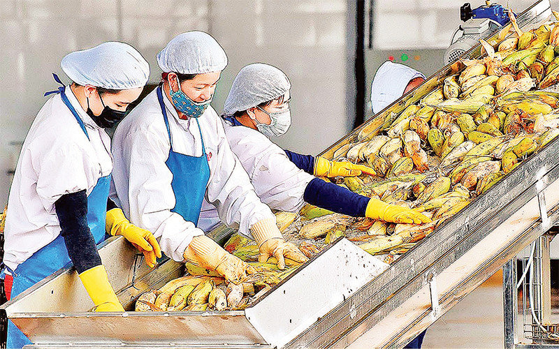 Các FTA được ký kết góp phần mở rộng cơ hội xuất khẩu cho nông sản Việt Nam. Ảnh: Ðức Thụy