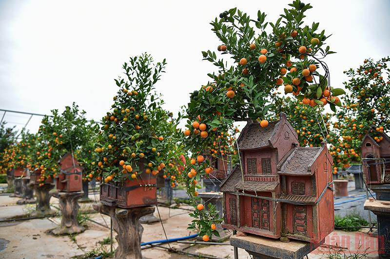 Những chậu quất bonsai độc đáo đang được các chủ vườn tại Tứ Liên (Tây Hồ, Hà Nội) bán với giá từ 5 đến hơn chục triệu đồng trong dịp Tết này. (Ảnh: Thành Đạt)