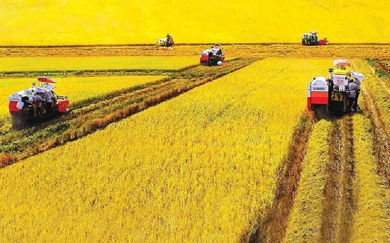 Thu hoạch lúa hè thu ở Bạc Liêu. (Ảnh: NGUYỄN TRỌNG HÁN)